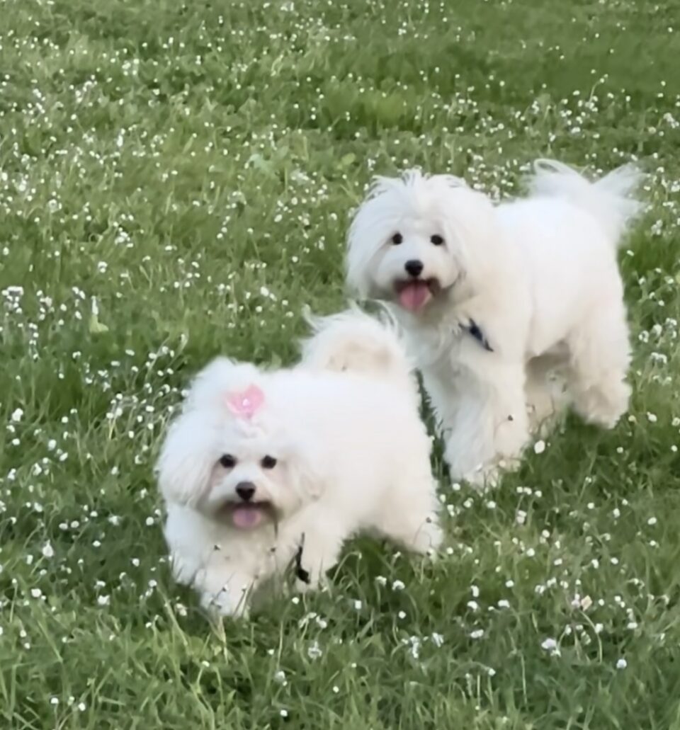 amori di pelo bianco